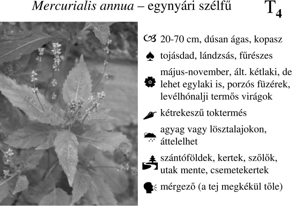 kétlaki, de lehet egylaki is, porzós füzérek, levélhónalji termıs virágok