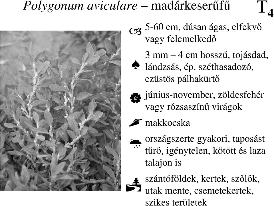 zöldesfehér vagy rózsaszínő virágok makkocska országszerte gyakori, taposást tőrı,