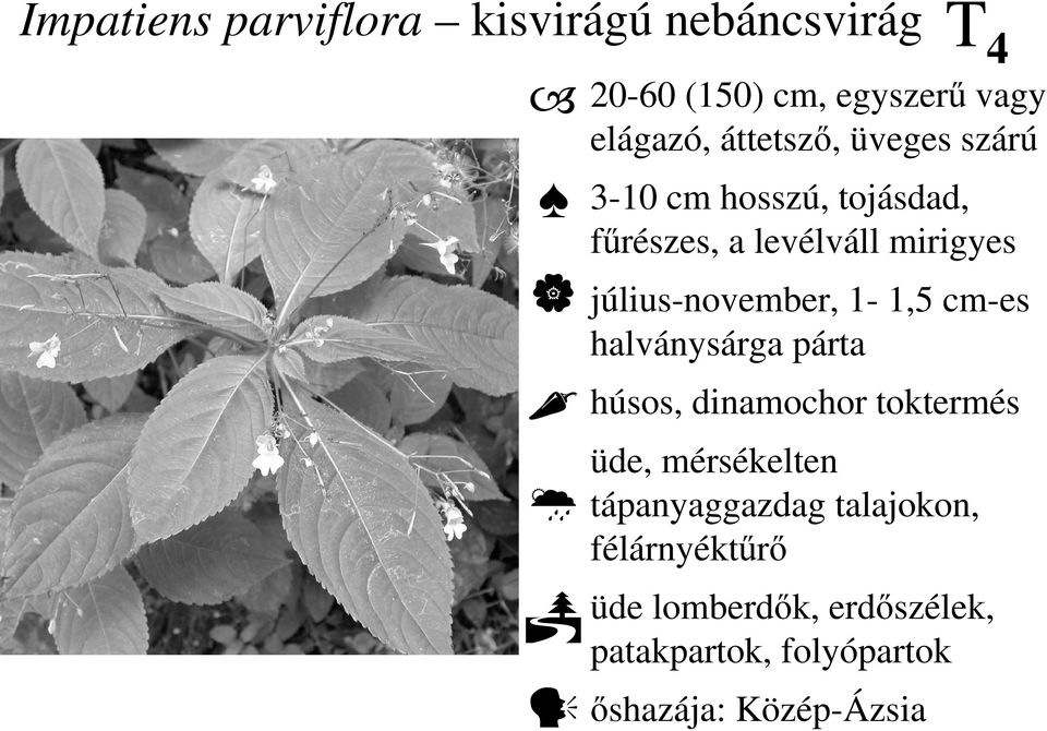 július-november, 1-1,5 cm-es halványsárga párta húsos, dinamochor toktermés üde, mérsékelten