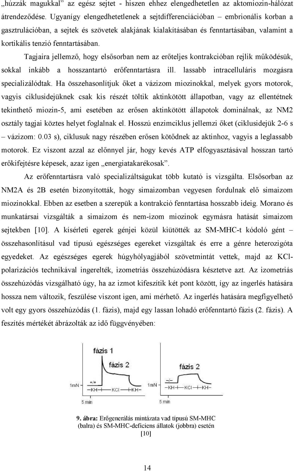 Tagjaira jellemző, hogy elsősorban nem az erőteljes kontrakcióban rejlik működésük, sokkal inkább a hosszantartó erőfenntartásra ill. lassabb intracelluláris mozgásra specializálódtak.