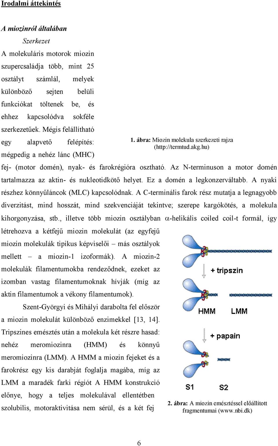 Az N-terminuson a motor domén tartalmazza az aktin- és nukleotidkötő helyet. Ez a domén a legkonzerváltabb. A nyaki részhez könnyűláncok (MLC) kapcsolódnak.