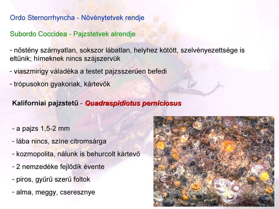 trópusokon gyakoriak, kártevők Kaliforniai pajzstetű - Quadraspidiotus perniciosus - a pajzs 1,5-2 mm - lába nincs, színe