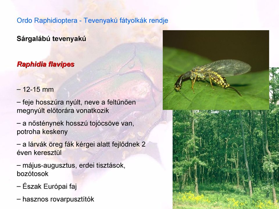 nősténynek hosszú tojócsöve van, potroha keskeny a lárvák öreg fák kérgei alatt