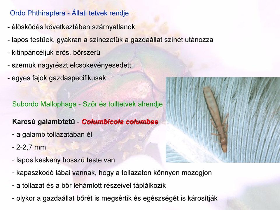 alrendje Karcsú galambtetű - Columbicola columbae - a galamb tollazatában él - 2-2,7 mm - lapos keskeny hosszú teste van - kapaszkodó lábai vannak,