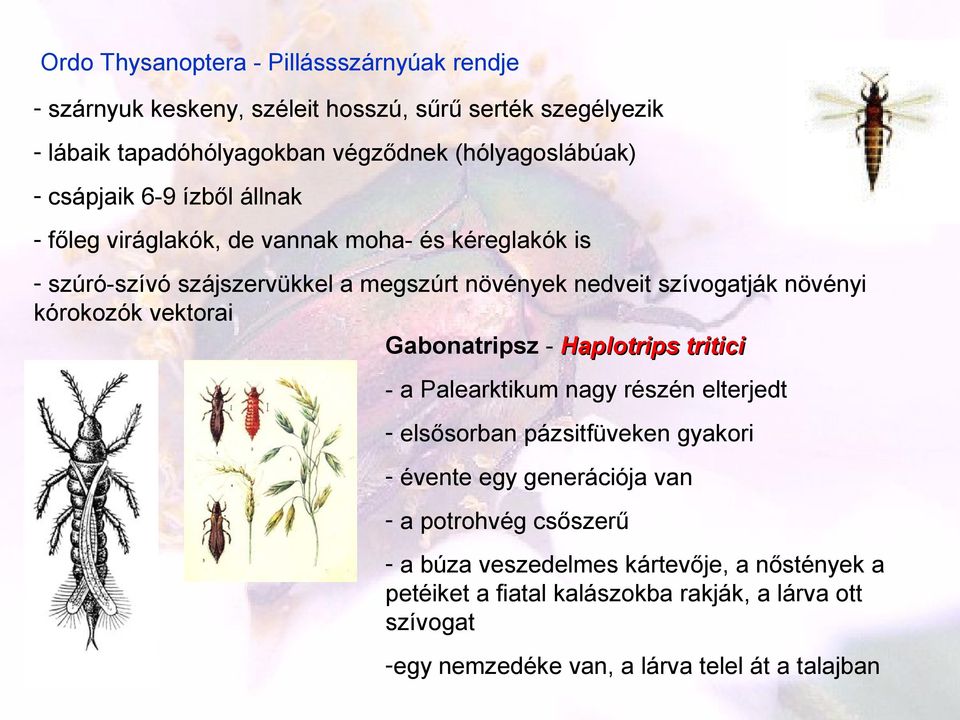 kórokozók vektorai Gabonatripsz - Haplotrips tritici - a Palearktikum nagy részén elterjedt - elsősorban pázsitfüveken gyakori - évente egy generációja van - a