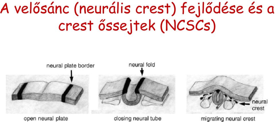 fejlődése és a