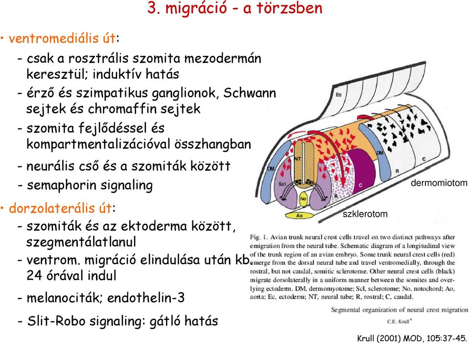 szomiták között - semaphorin signaling dermomiotom dorzolaterális út: - szomiták és az ektoderma között, szegmentálatlanul - ventrom.