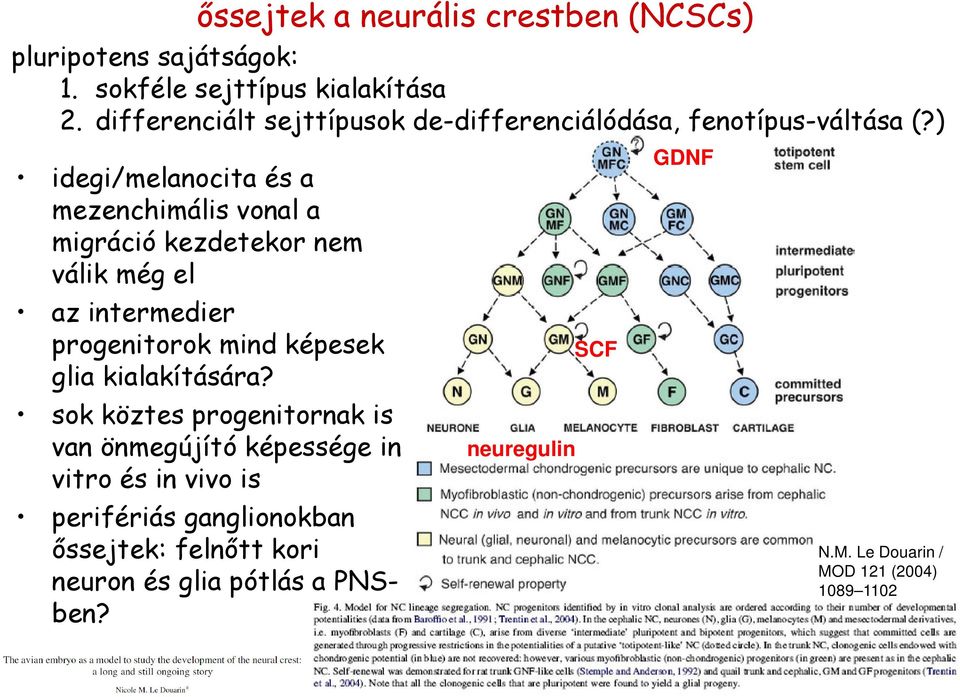 ) idegi/melanocita és a mezenchimális vonal a migráció kezdetekor nem válik még el az intermedier progenitorok mind képesek glia