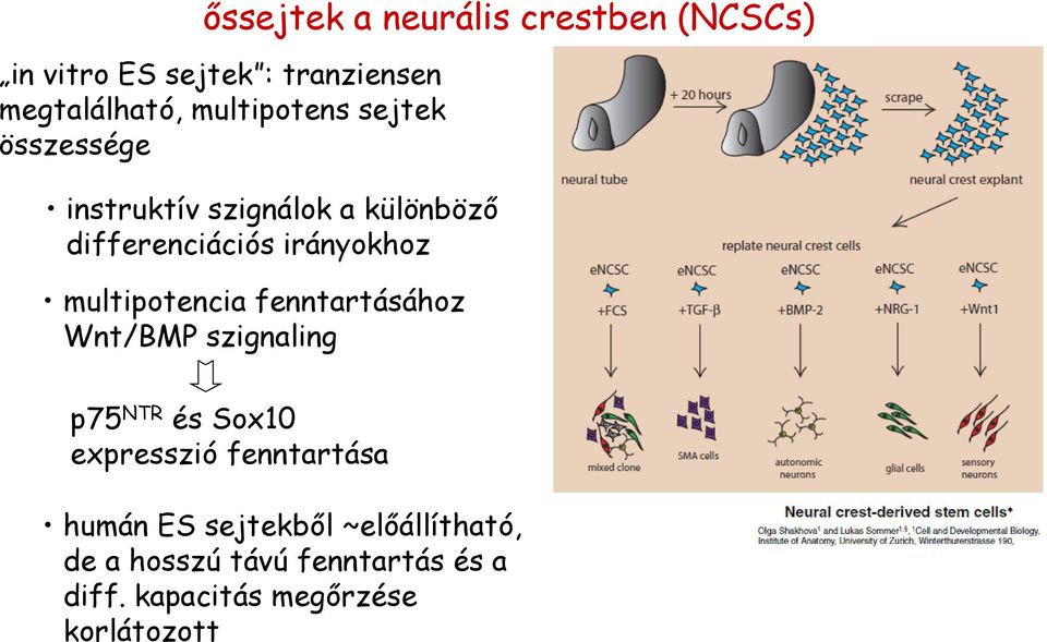 multipotencia fenntartásához Wnt/BMP szignaling p75 NTR és Sox10 expresszió fenntartása