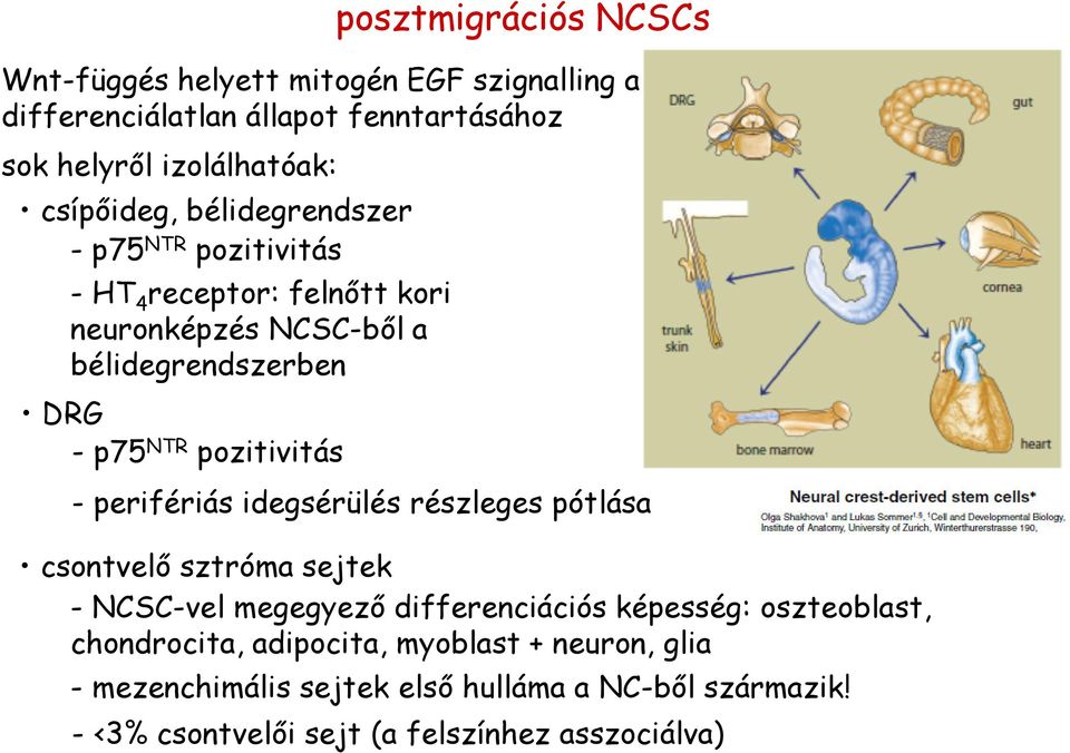 pozitivitás - perifériás idegsérülés részleges pótlása csontvelő sztróma sejtek - NCSC-vel megegyező differenciációs képesség: oszteoblast,