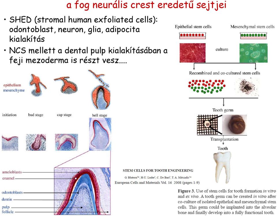 neuron, glia, adipocita kialakítás NCS mellett a