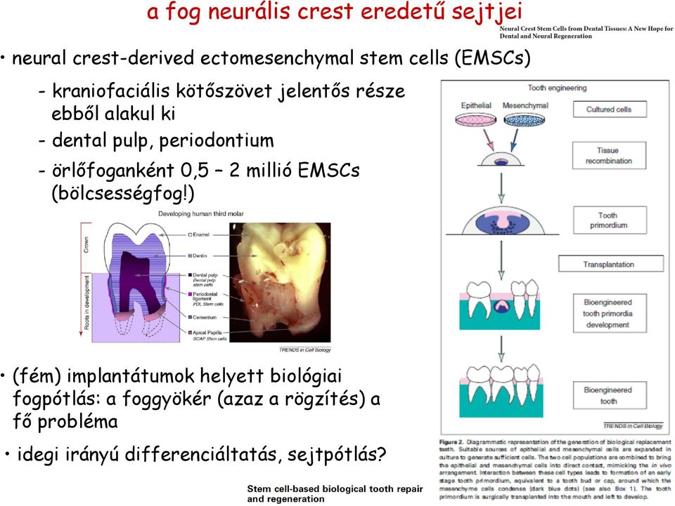 periodontium - örlőfoganként 0,5 2 millió EMSCs (bölcsességfog!