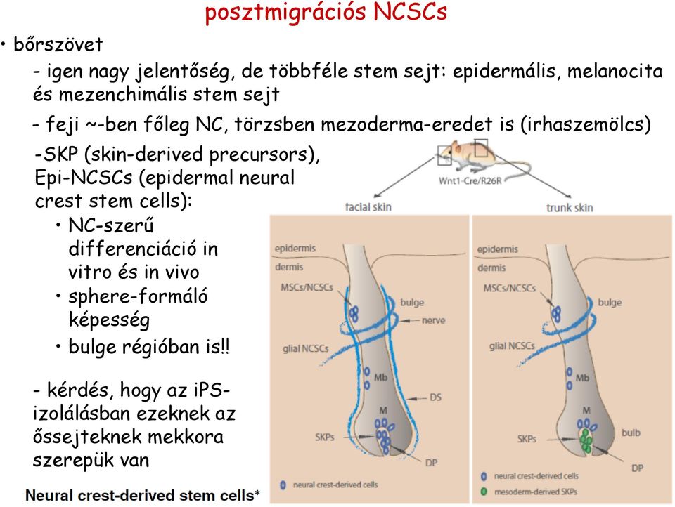 precursors), Epi-NCSCs (epidermal neural crest stem cells): NC-szerű differenciáció in vitro és in vivo