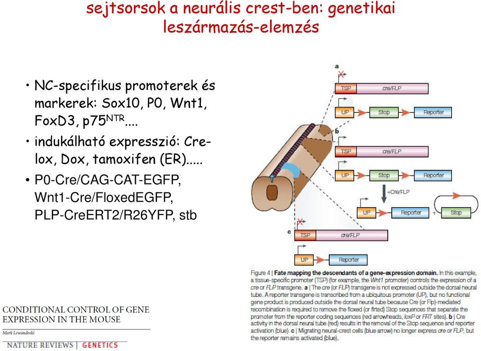 p75 NTR... indukálható expresszió: Crelox, Dox, tamoxifen (ER).