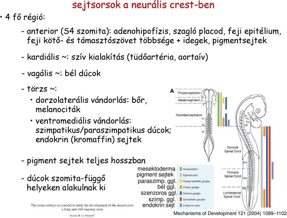 melanociták ventromediális vándorlás: szimpatikus/paraszimpatikus dúcok; endokrin (kromaffin) sejtek - pigment sejtek teljes hosszban - dúcok