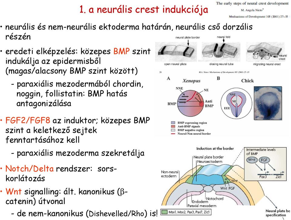 hatás antagonizálása FGF2/FGF8 az induktor; közepes BMP szint a keletkező sejtek fenntartásához kell - paraxiális mezoderma