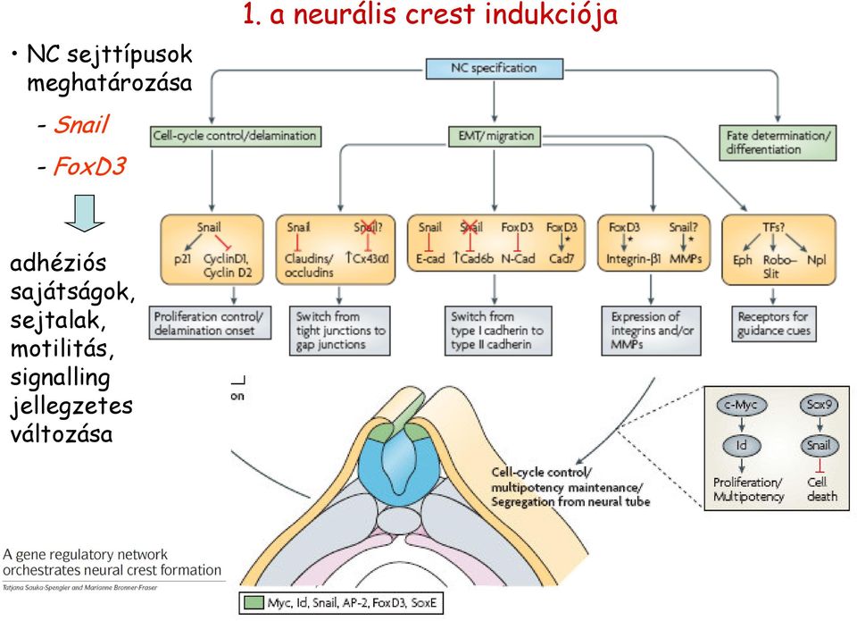 a neurális crest indukciója adhéziós