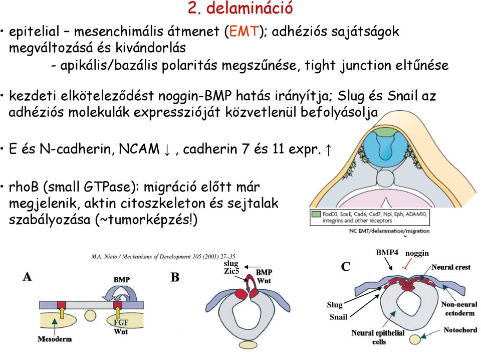 adhéziós molekulák expresszióját közvetlenül befolyásolja E és N-cadherin, NCAM, cadherin 7 és 11 expr.