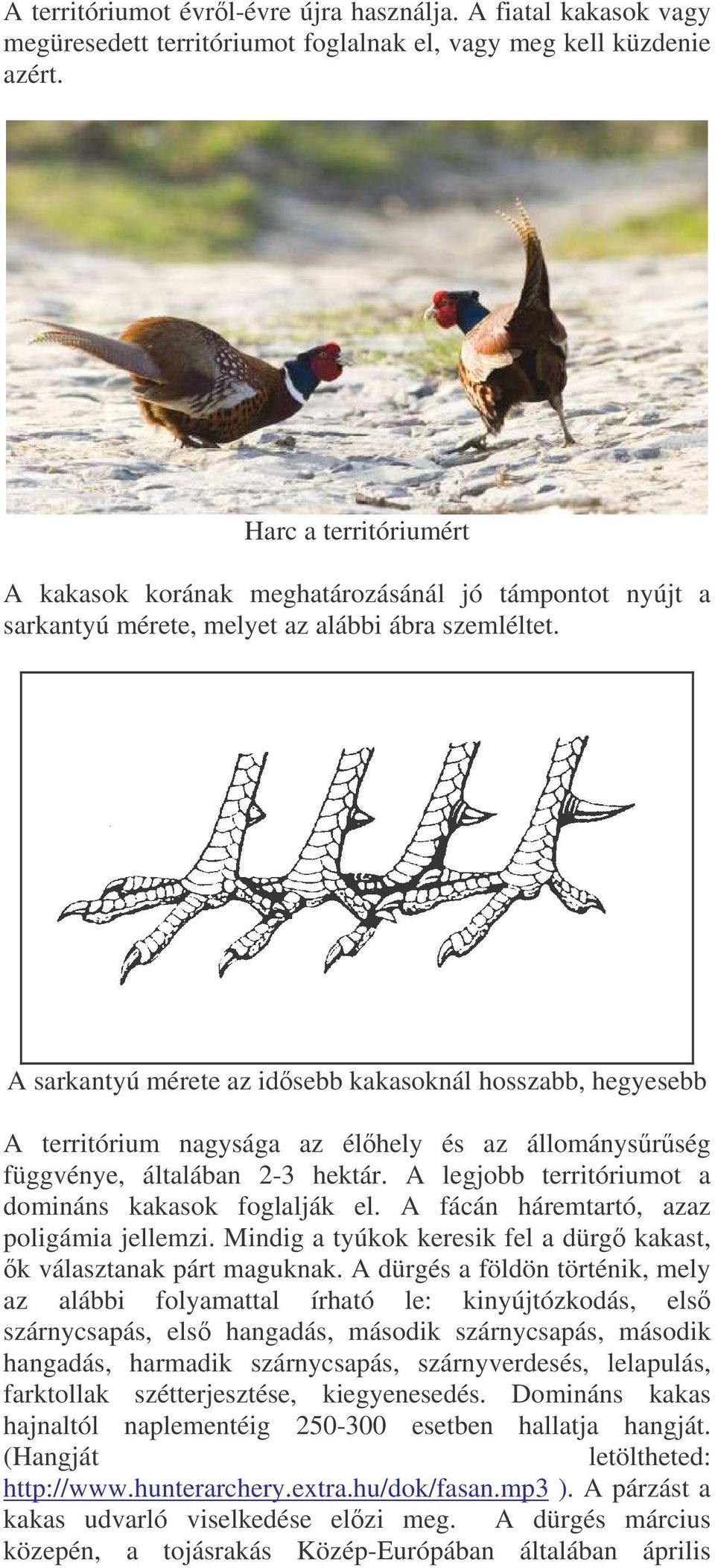 A sarkantyú mérete az idsebb kakasoknál hosszabb, hegyesebb A territórium nagysága az élhely és az állománysrség függvénye, általában 2-3 hektár.