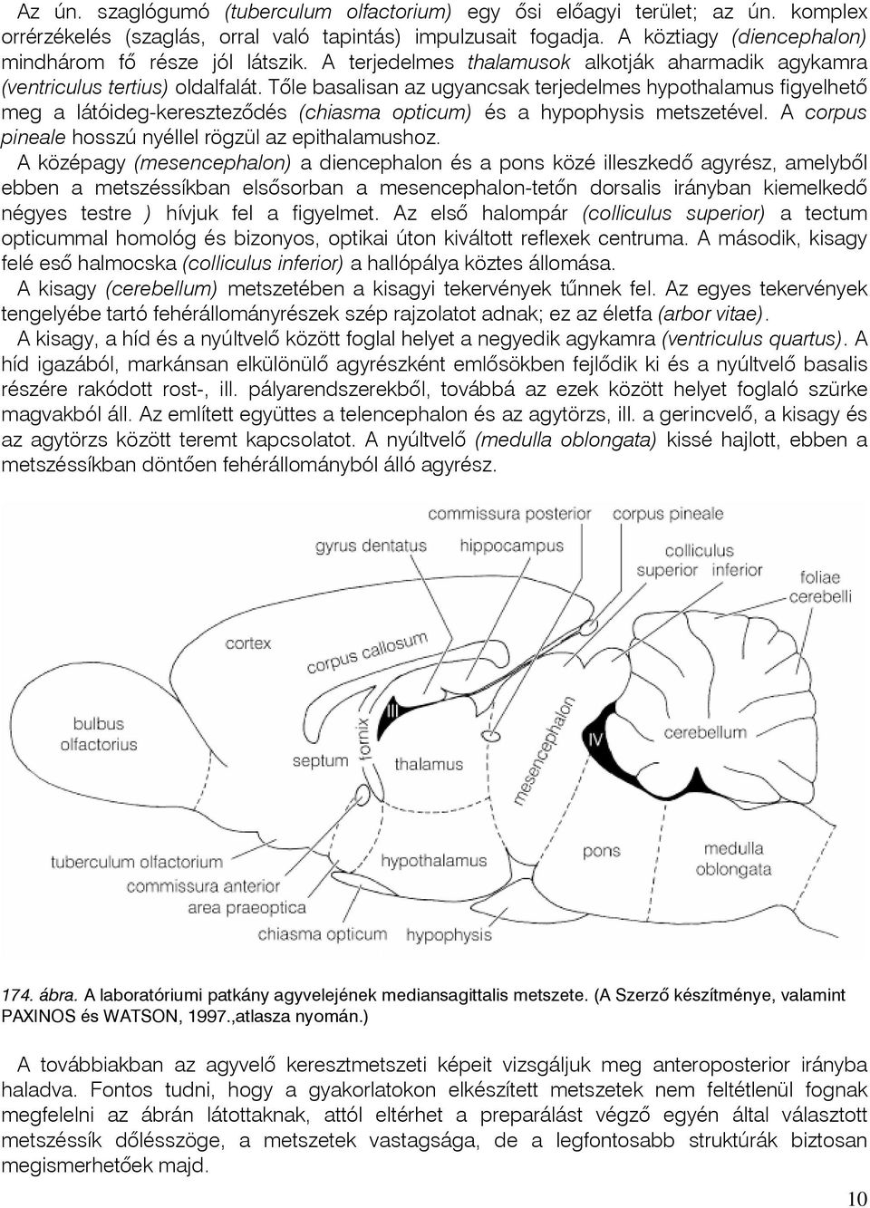 Tõle basalisan az ugyancsak terjedelmes hypothalamus figyelhetõ meg a látóideg-keresztezõdés (chiasma opticum) és a hypophysis metszetével. A corpus pineale hosszú nyéllel rögzül az epithalamushoz.