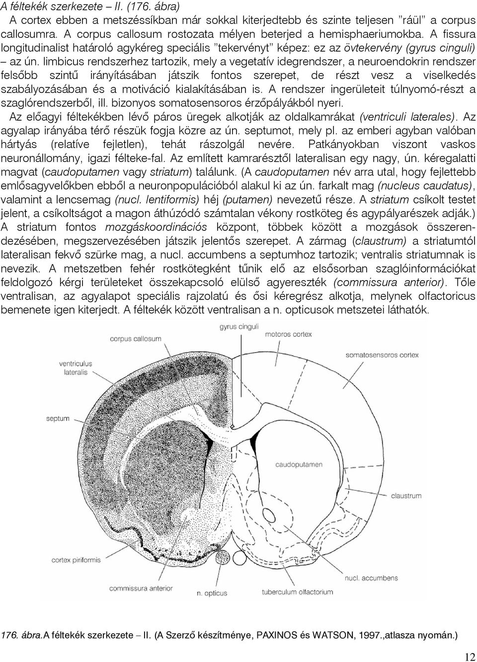 limbicus rendszerhez tartozik, mely a vegetatív idegrendszer, a neuroendokrin rendszer felsõbb szintû irányításában játszik fontos szerepet, de részt vesz a viselkedés szabályozásában és a motiváció