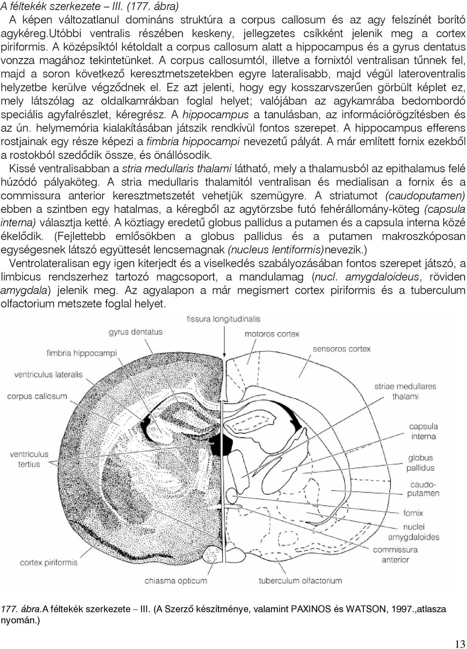 A corpus callosumtól, illetve a fornixtól ventralisan tûnnek fel, majd a soron következõ keresztmetszetekben egyre lateralisabb, majd végül lateroventralis helyzetbe kerülve végzõdnek el.