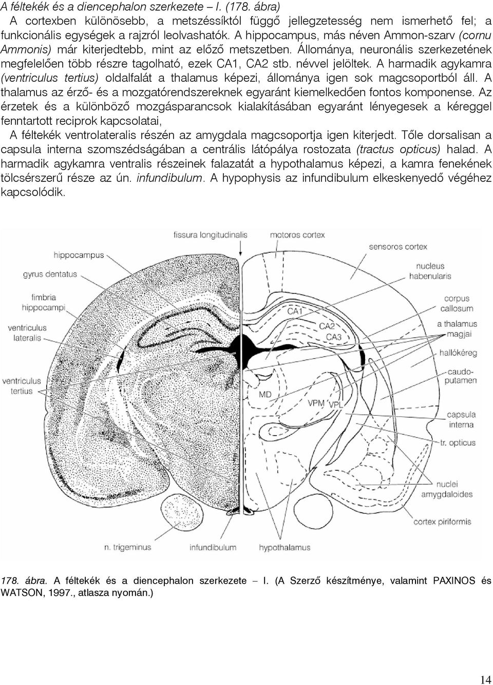 névvel jelöltek. A harmadik agykamra (ventriculus tertius) oldalfalát a thalamus képezi, állománya igen sok magcsoportból áll.