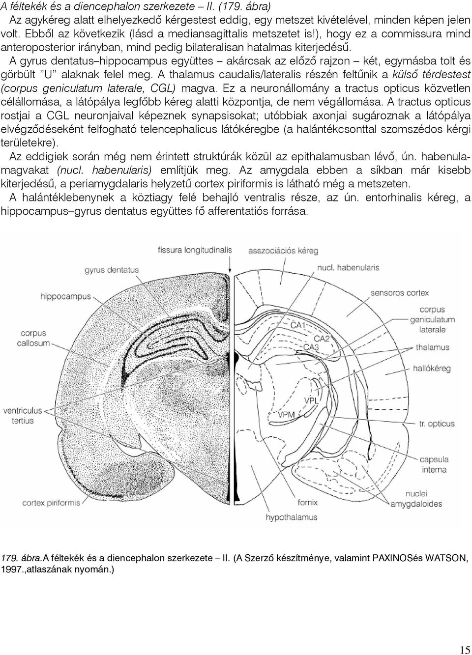 A gyrus dentatus hippocampus együttes akárcsak az elõzõ rajzon két, egymásba tolt és görbült U alaknak felel meg.