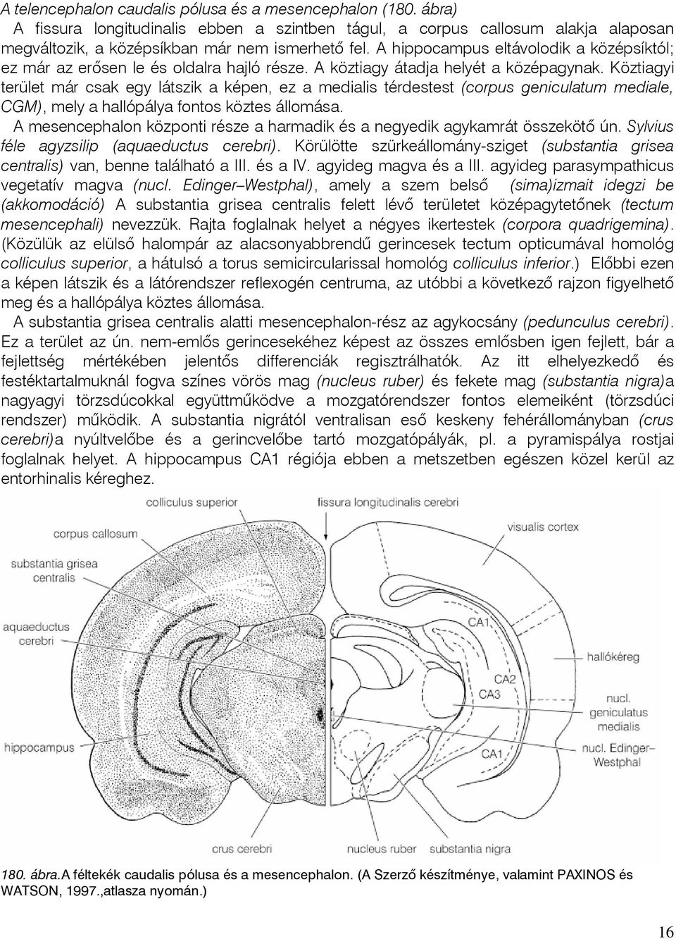 Köztiagyi terület már csak egy látszik a képen, ez a medialis térdestest (corpus geniculatum mediale, CGM), mely a hallópálya fontos köztes állomása.