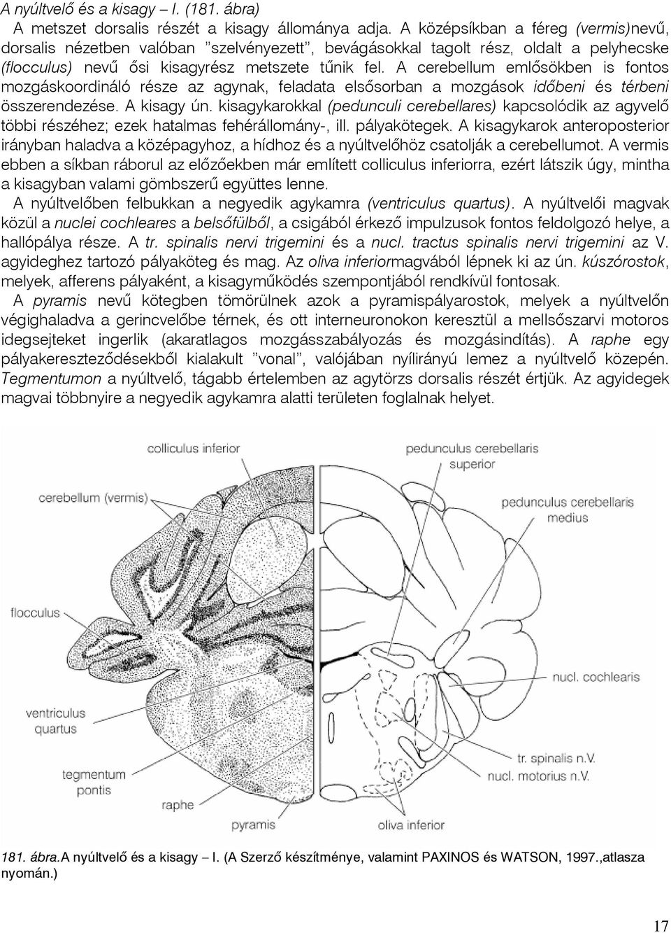 A cerebellum emlõsökben is fontos mozgáskoordináló része az agynak, feladata elsõsorban a mozgások idõbeni és térbeni összerendezése. A kisagy ún.