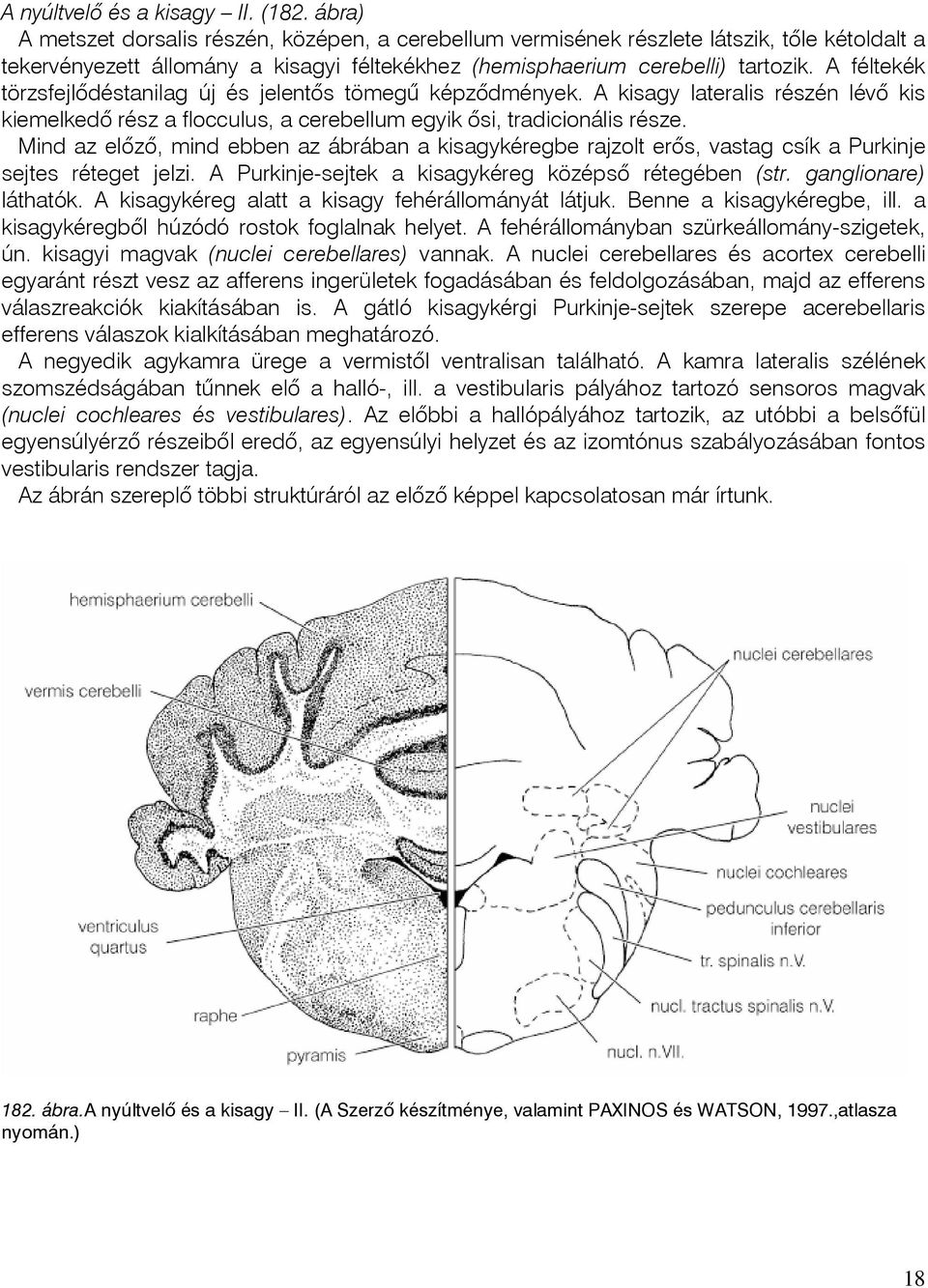 A féltekék törzsfejlõdéstanilag új és jelentõs tömegû képzõdmények. A kisagy lateralis részén lévõ kis kiemelkedõ rész a flocculus, a cerebellum egyik õsi, tradicionális része.