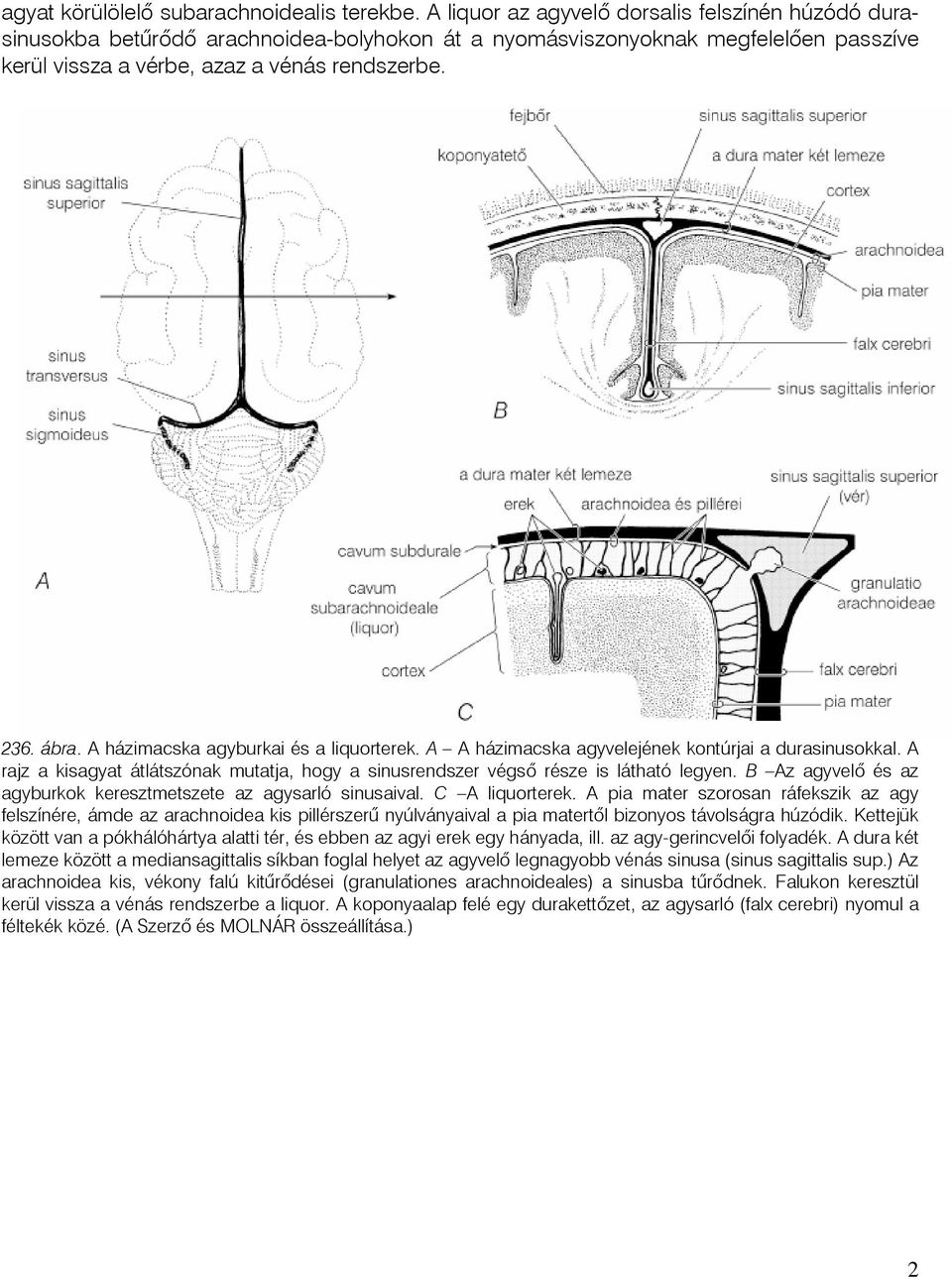 A házimacska agyburkai és a liquorterek. A A házimacska agyvelejének kontúrjai a durasinusokkal. A rajz a kisagyat átlátszónak mutatja, hogy a sinusrendszer végsõ része is látható legyen.