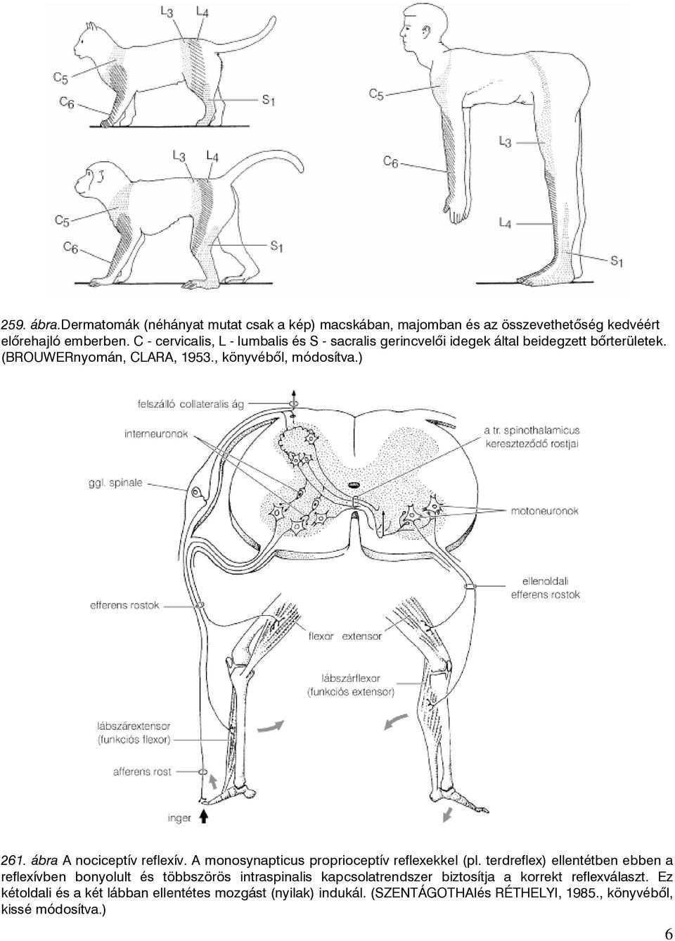 ábra A nociceptív reflexív. A monosynapticus proprioceptív reflexekkel (pl.