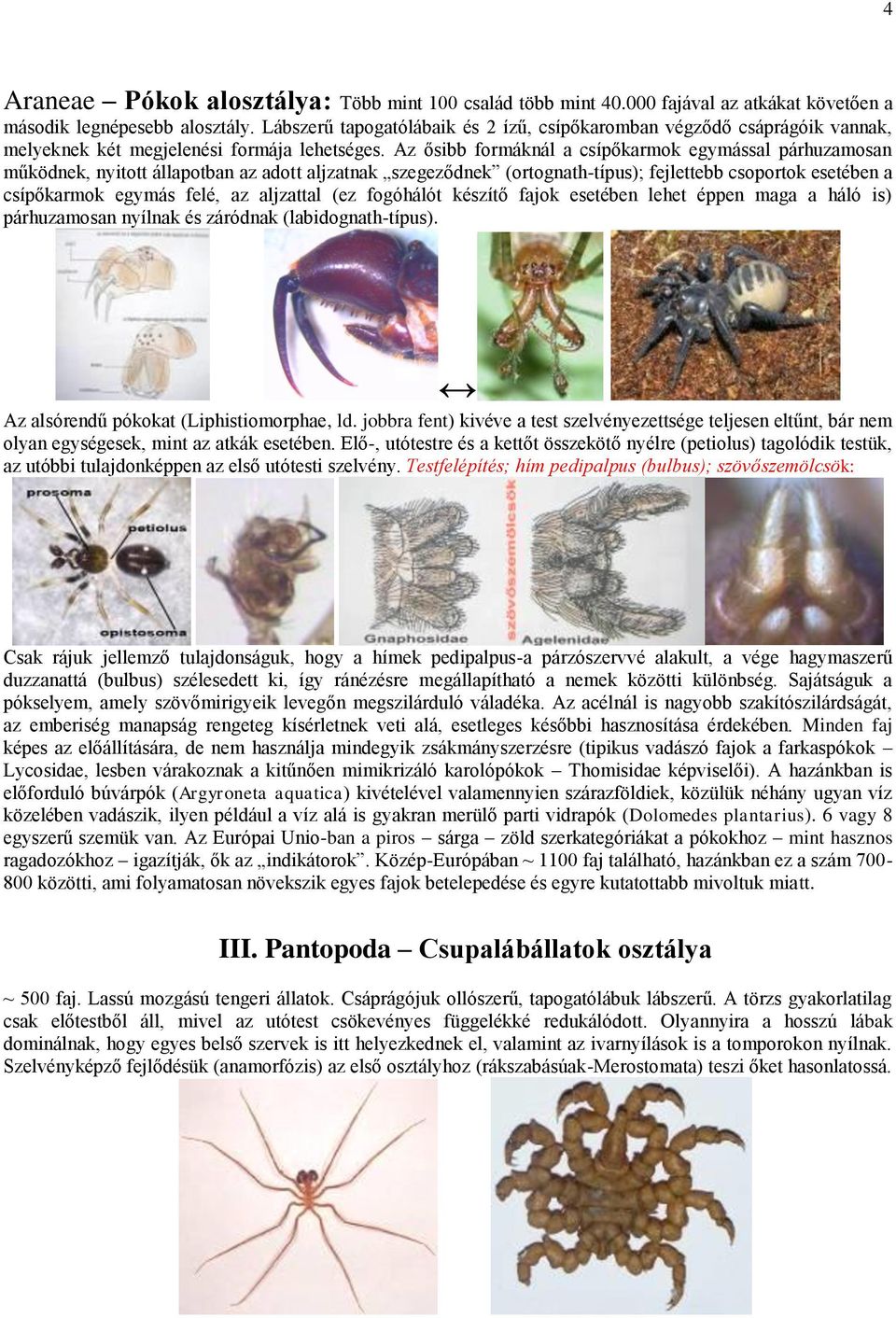 Az ősibb formáknál a csípőkarmok egymással párhuzamosan működnek, nyitott állapotban az adott aljzatnak szegeződnek (ortognath-típus); fejlettebb csoportok esetében a csípőkarmok egymás felé, az