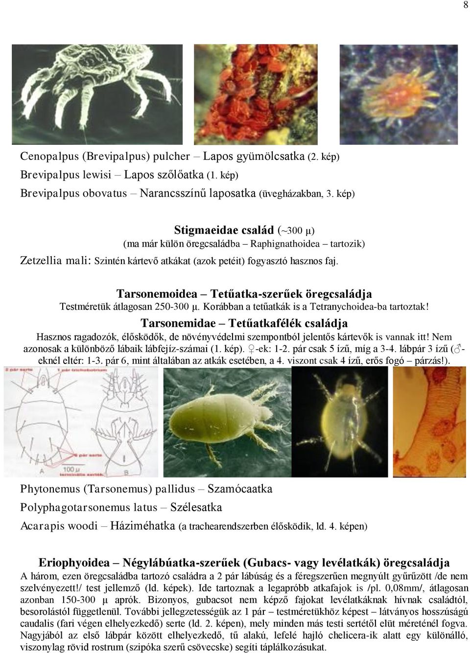 Tarsonemoidea Tetűatka-szerűek öregcsaládja Testméretük átlagosan 250-300 µ. Korábban a tetűatkák is a Tetranychoidea-ba tartoztak!