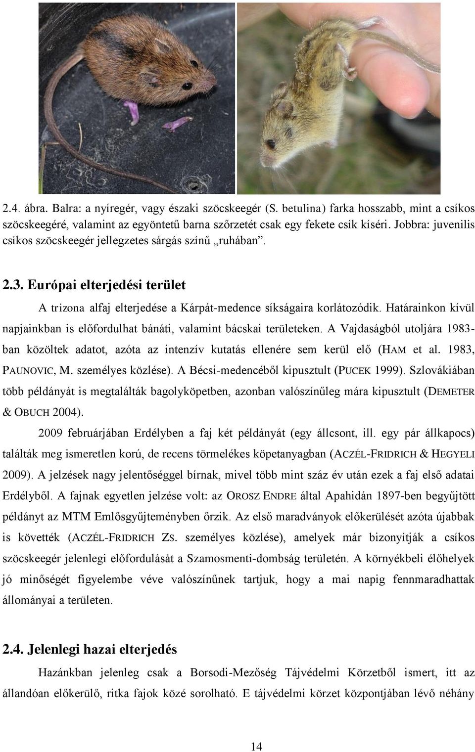 Határainkon kívül napjainkban is előfordulhat bánáti, valamint bácskai területeken. A Vajdaságból utoljára 1983- ban közöltek adatot, azóta az intenzív kutatás ellenére sem kerül elő (HAM et al.