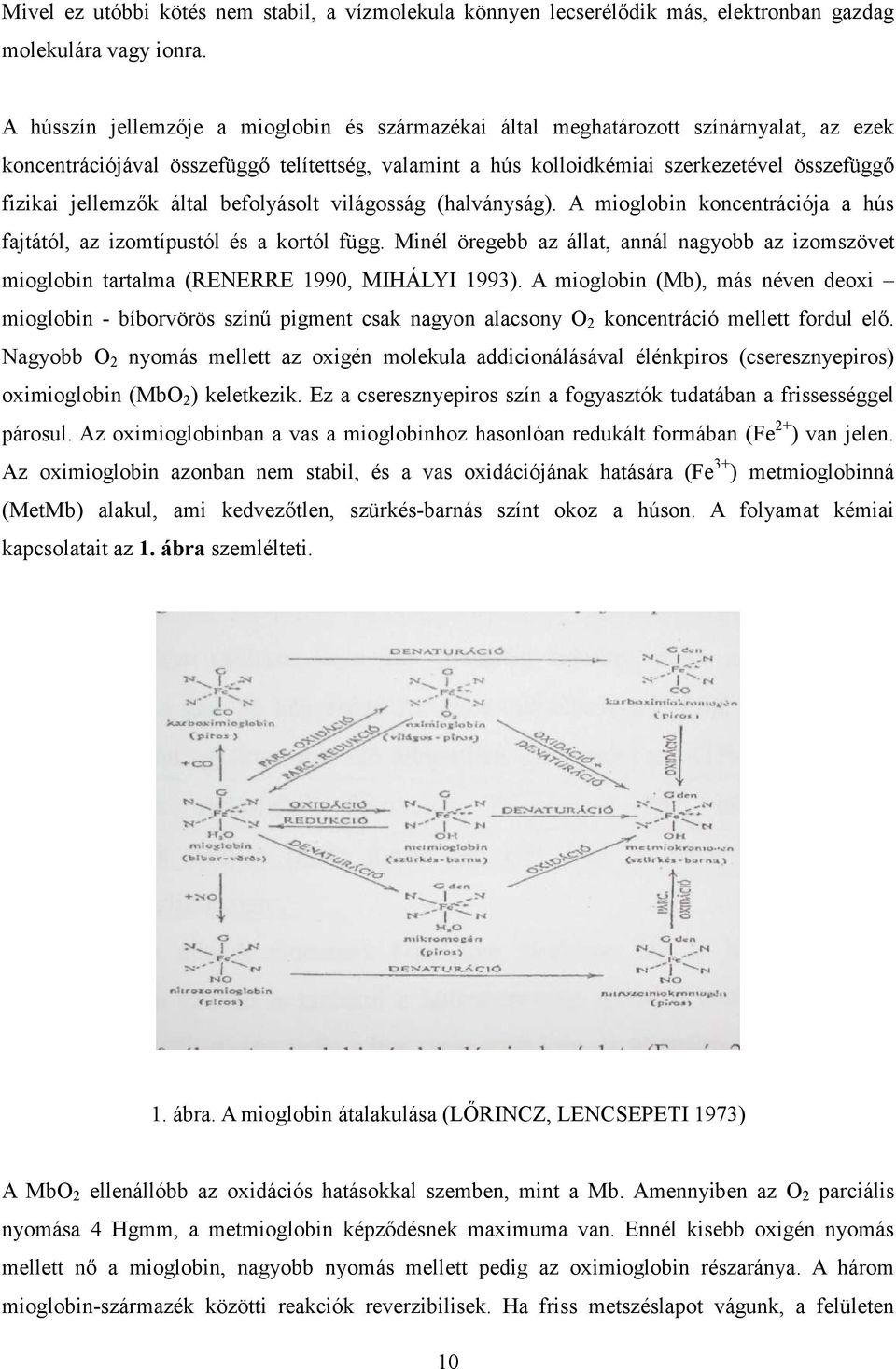 jellemzık által befolyásolt világosság (halványság). A mioglobin koncentrációja a hús fajtától, az izomtípustól és a kortól függ.