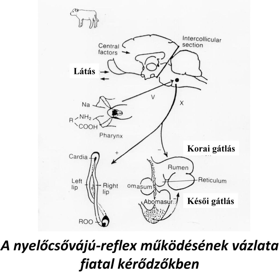 nyelőcsővájú-reflex