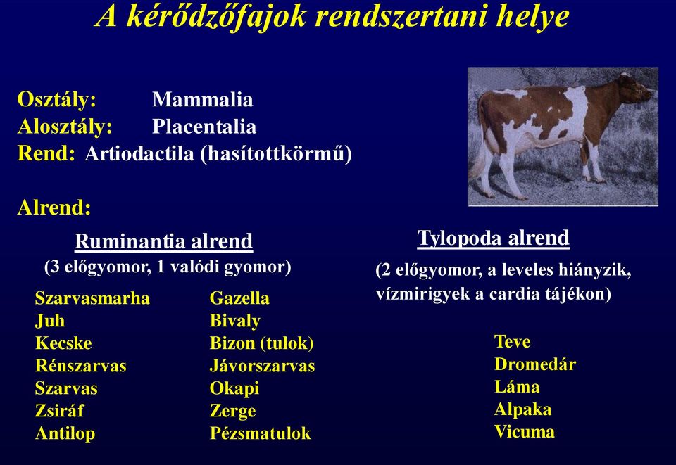 Rénszarvas Szarvas Zsiráf Antilop Gazella Bivaly Bizon (tulok) Jávorszarvas Okapi Zerge Pézsmatulok