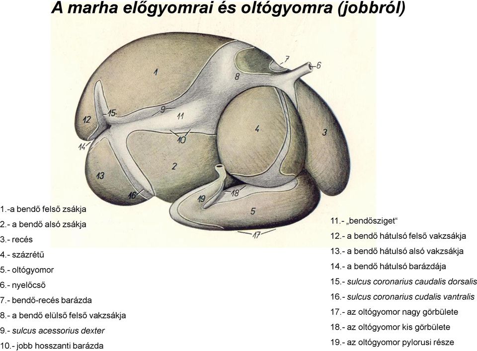 - bendősziget 12.- a bendő hátulsó felső vakzsákja 13.- a bendő hátulsó alsó vakzsákja 14.- a bendő hátulsó barázdája 15.