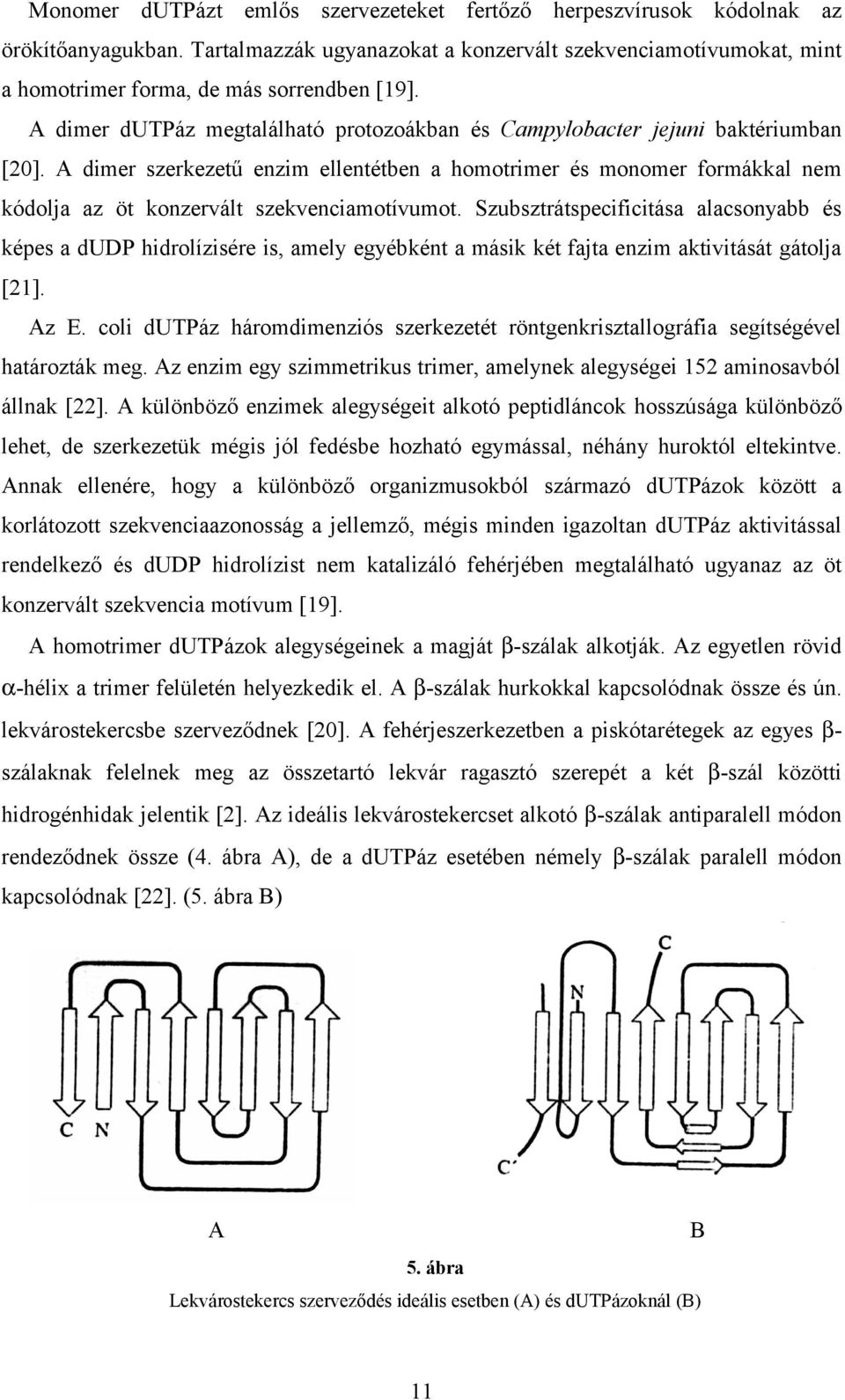 A dimer szerkezetű enzim ellentétben a homotrimer és monomer formákkal nem kódolja az öt konzervált szekvenciamotívumot.