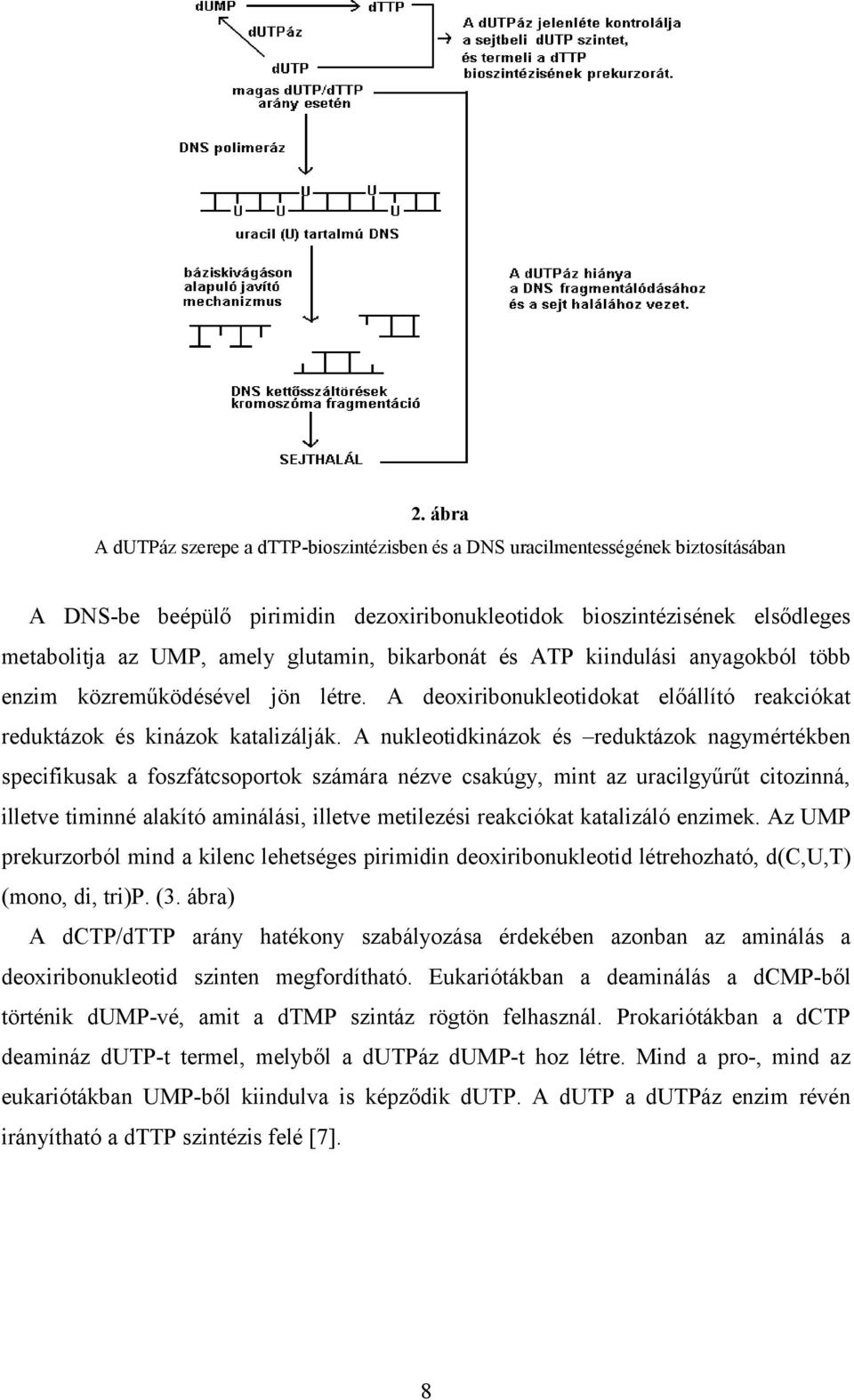 A nukleotidkinázok és reduktázok nagymértékben specifikusak a foszfátcsoportok számára nézve csakúgy, mint az uracilgyűrűt citozinná, illetve timinné alakító aminálási, illetve metilezési reakciókat