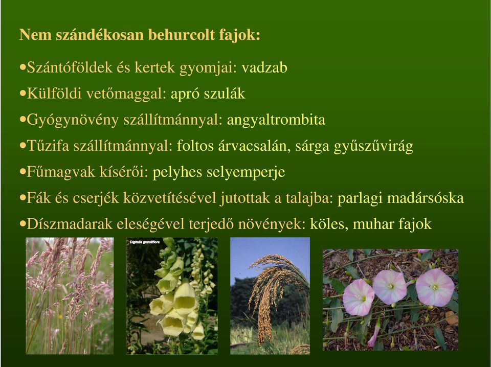 árvacsalán, sárga győszővirág Főmagvak kísérıi: pelyhes selyemperje Fák és cserjék