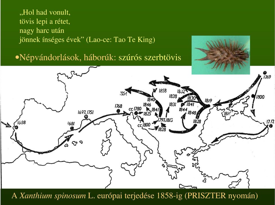 Népvándorlások, háborúk: szúrós szerbtövis A