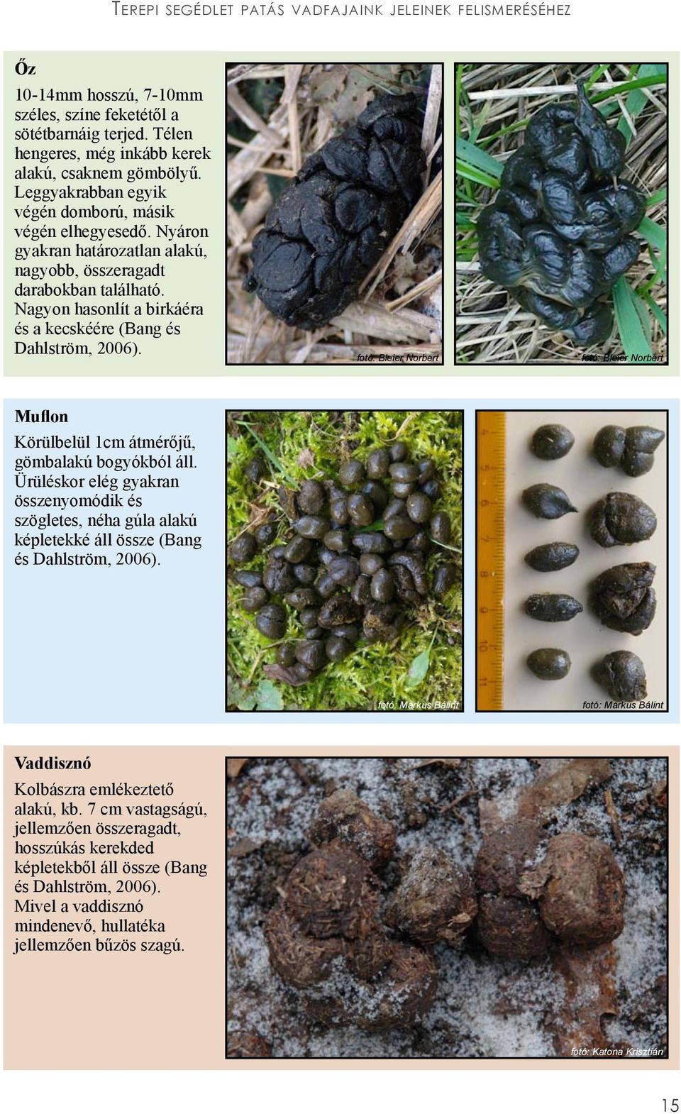 Muflon Körülbelül 1cm átmérőjű, gömbalakú bogyókból áll. Ürüléskor elég gyakran összenyomódik és szögletes, néha gúla alakú képletekké áll össze (Bang és Dahlström, 2006).