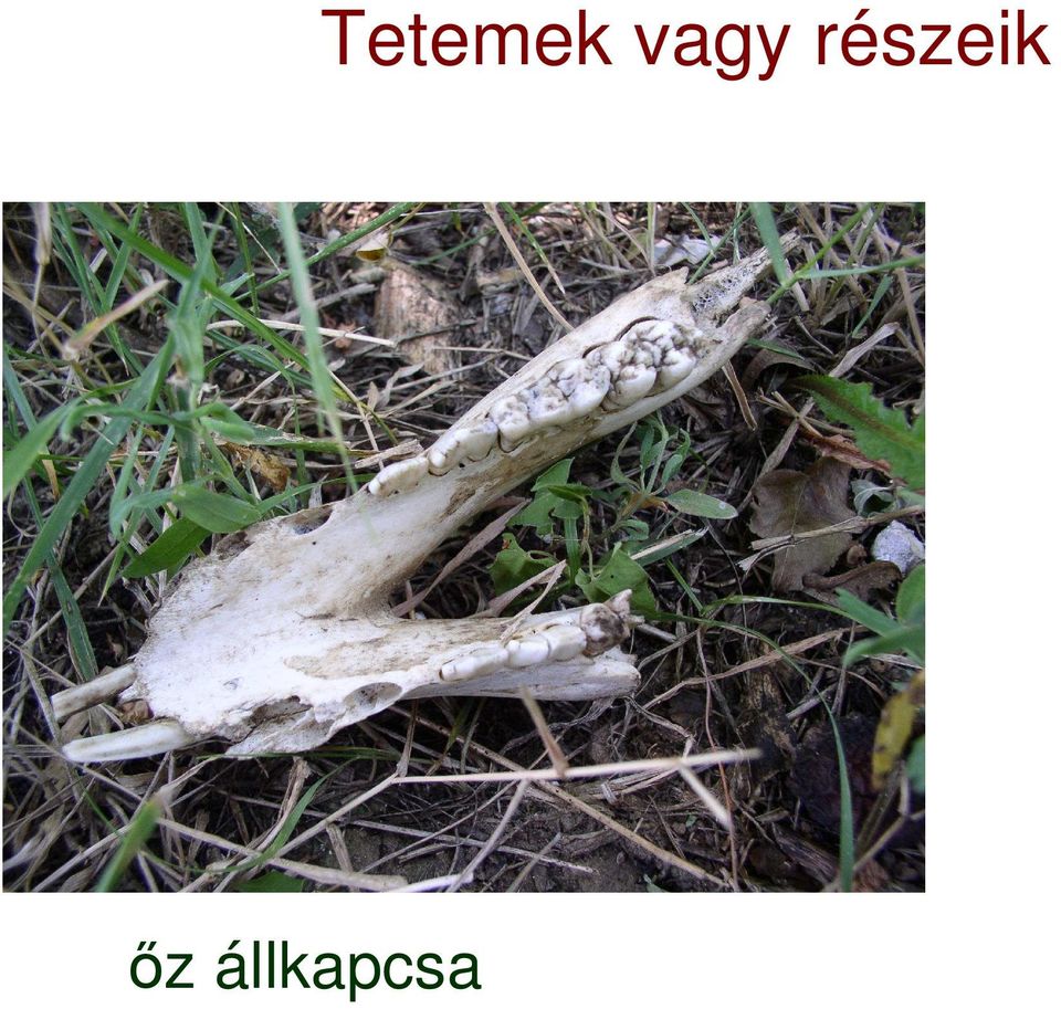 Tetemek