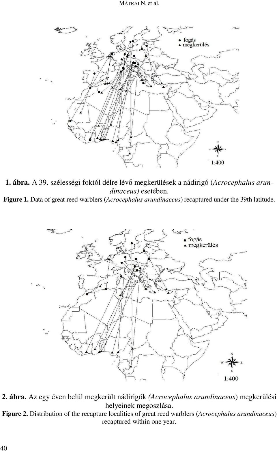 Data of great reed warblers (Acrocephalus arundinaceus) recaptured under the 39th latitude. 2. ábra.