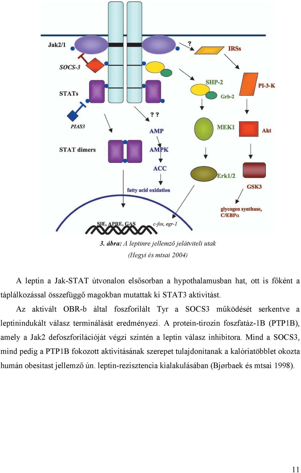 Az aktivált OBR-b által foszforilált Tyr a SOCS3 működését serkentve a leptinindukált válasz terminálását eredményezi.