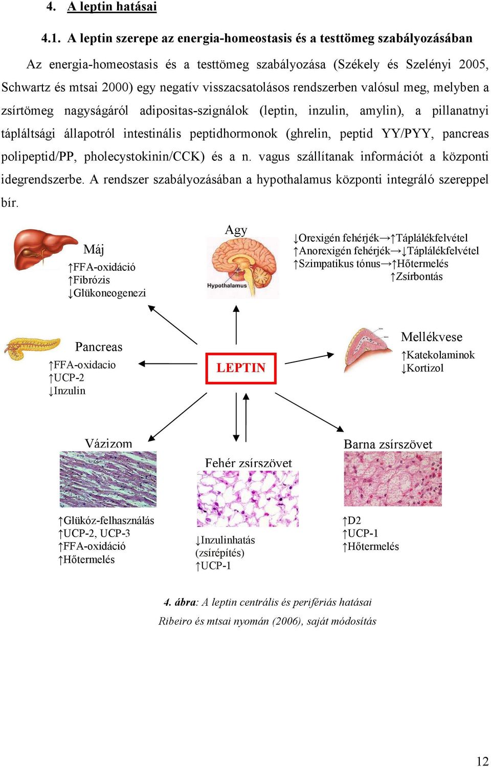 visszacsatolásos rendszerben valósul meg, melyben a zsírtömeg nagyságáról adipositas-szignálok (leptin, inzulin, amylin), a pillanatnyi tápláltsági állapotról intestinális peptidhormonok (ghrelin,