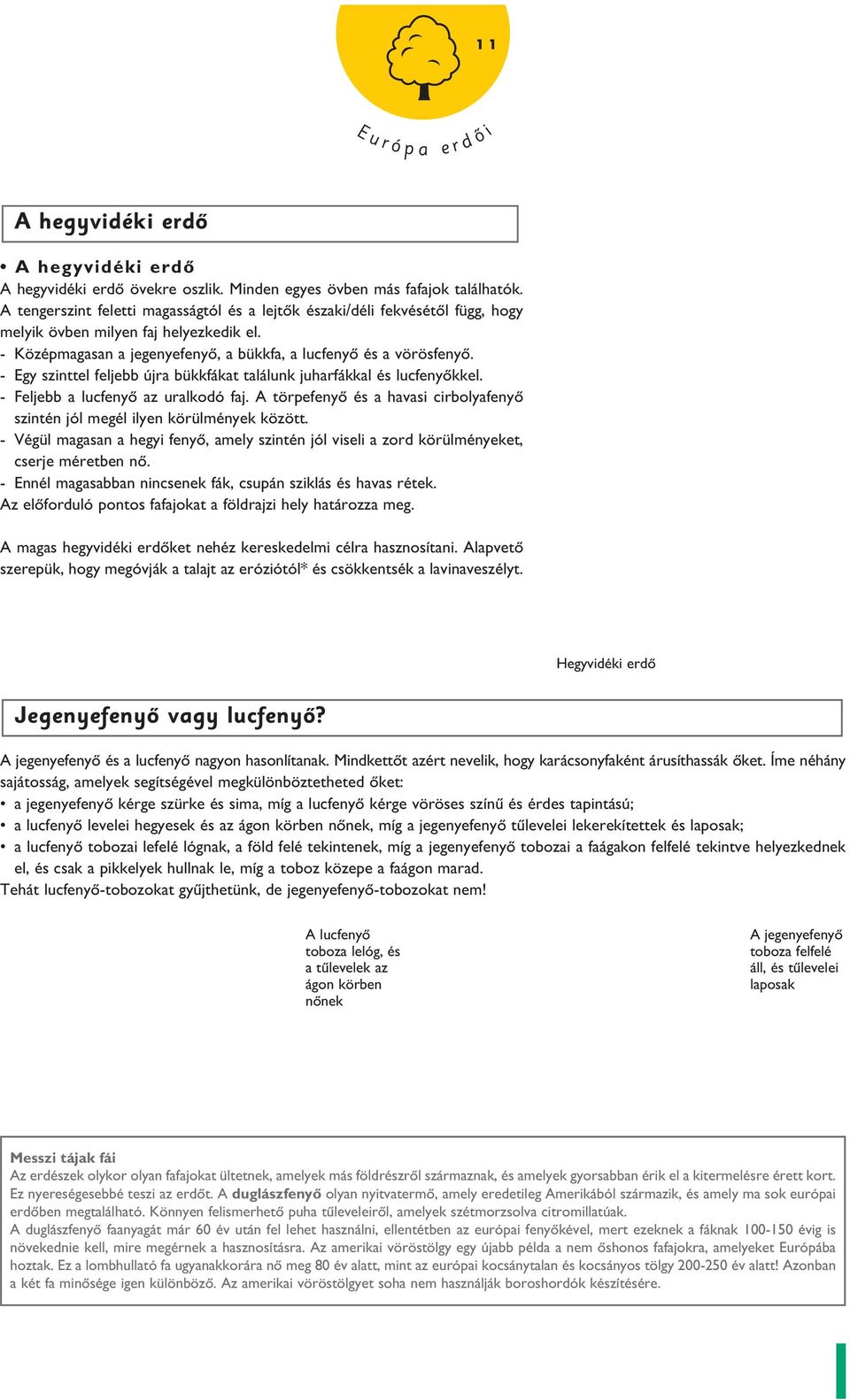 - Egy sznttel feljebb újra bükkfákat találunk juharfákkal és lucfenyôkkel. - Feljebb a lucfenyô az uralkodó faj. A törpefenyô és a havas crbolyafenyô szntén jól megél lyen körülmények között.